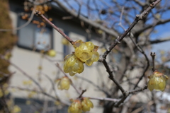 カメラを拝借して蝋梅撮影