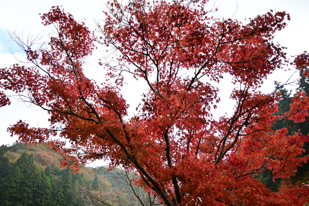 夫婦で紅葉狩り