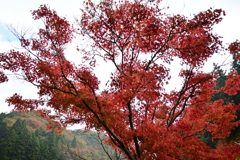 夫婦で紅葉狩り