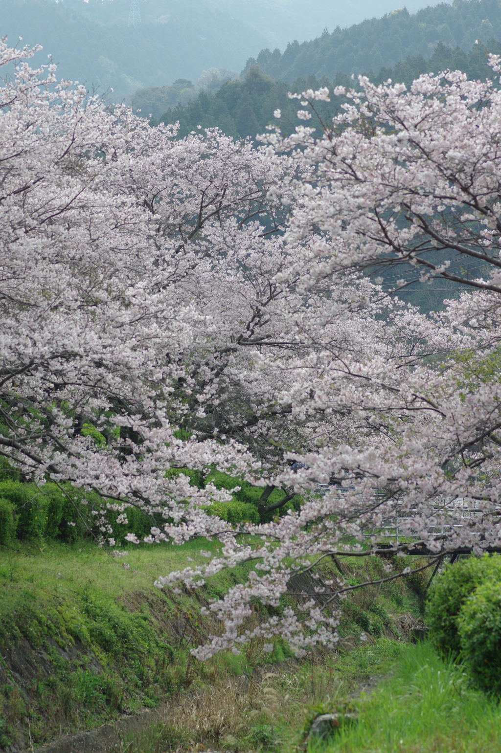 雨上がり一人でお花見