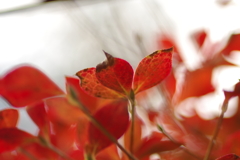 実家庭の紅葉