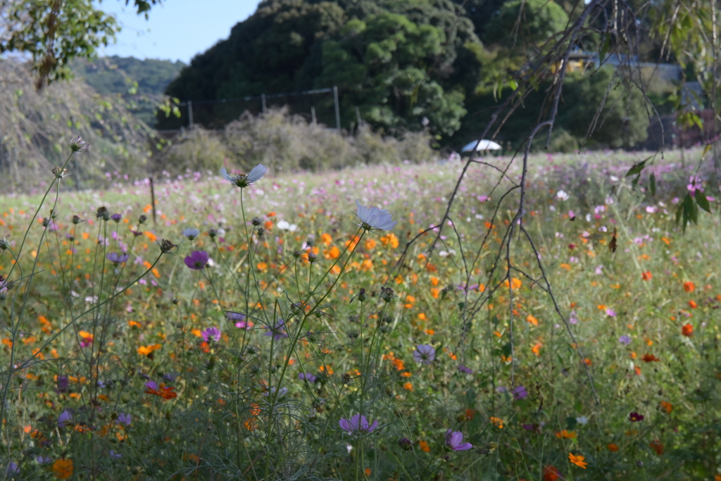 親子で秋桜撮影
