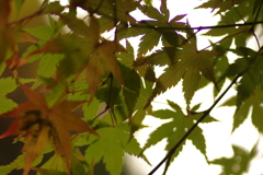 紅葉狩り２０２１