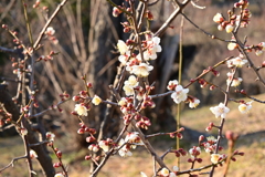 冠梅園