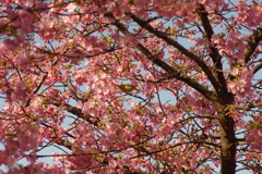 河津桜2020
