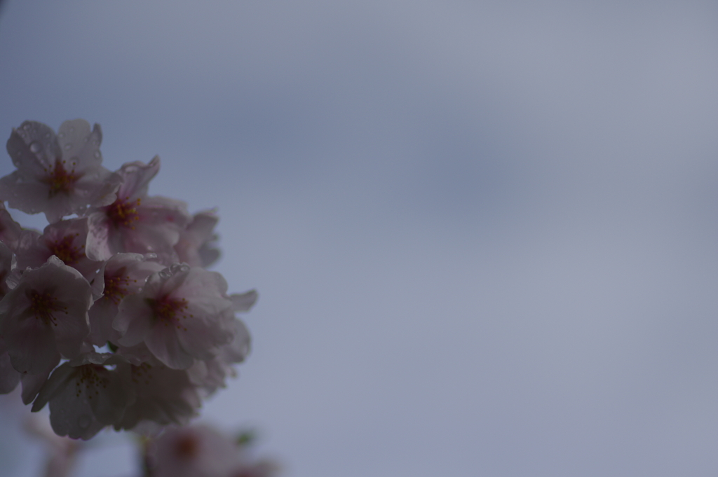 雨上がり一人でお花見