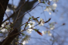いつもの花見スポットで