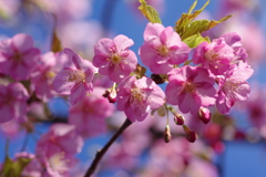 河津桜2020