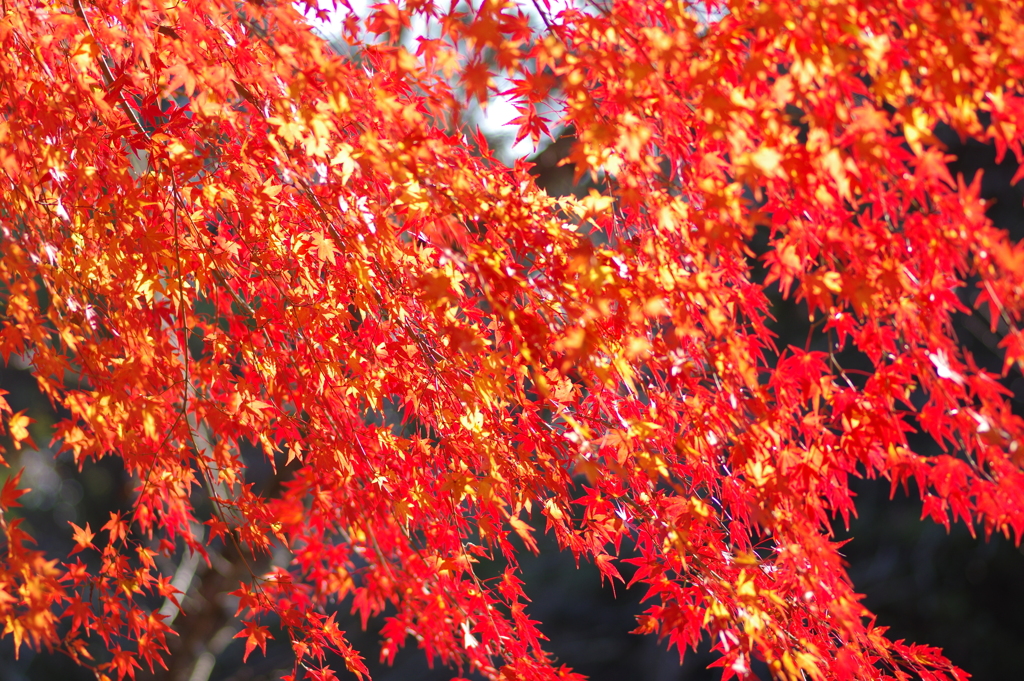 伊藤公記念公園の紅葉