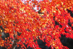伊藤公記念公園の紅葉