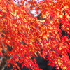 伊藤公記念公園の紅葉