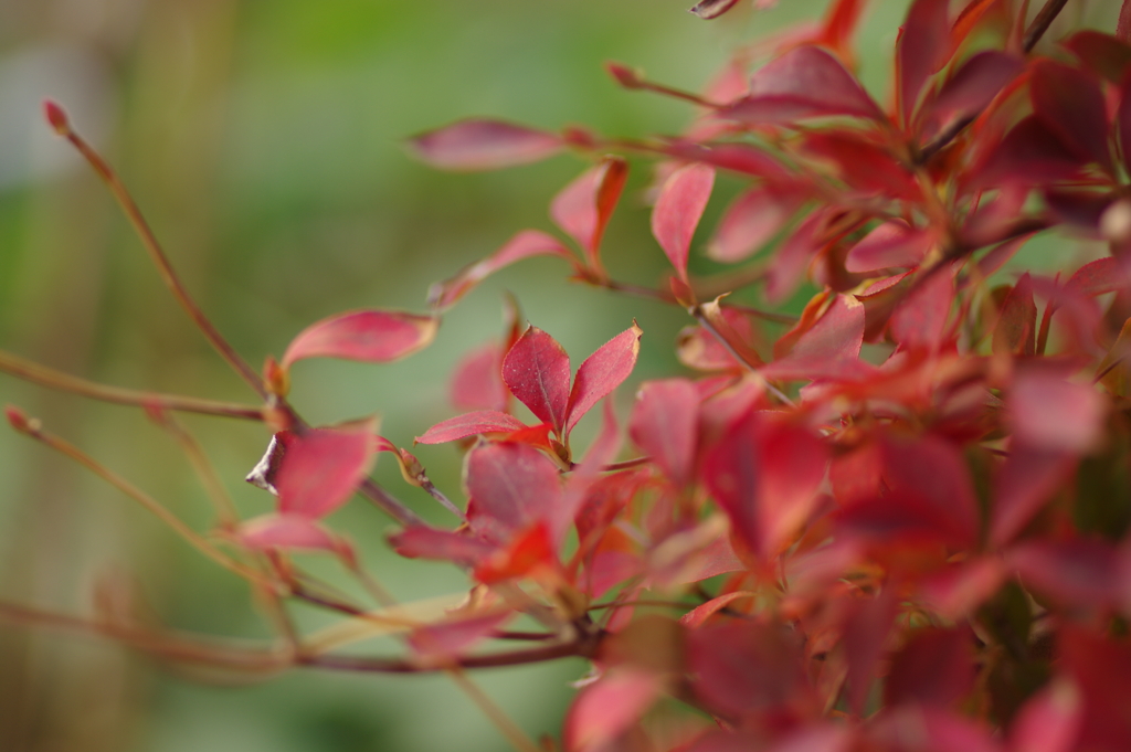 実家庭の紅葉
