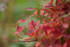 実家庭の紅葉