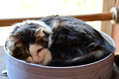 山猫軒