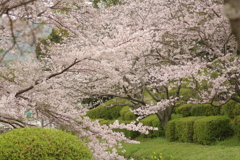 雨上がりお花見2021