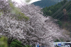 満開まであと少し