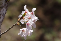 朝の花見