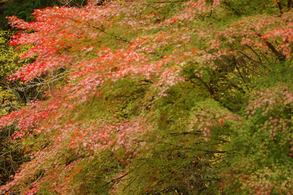 紅葉狩り２０２１