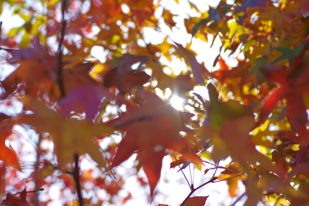 光芒を撮ろうとピンボケ