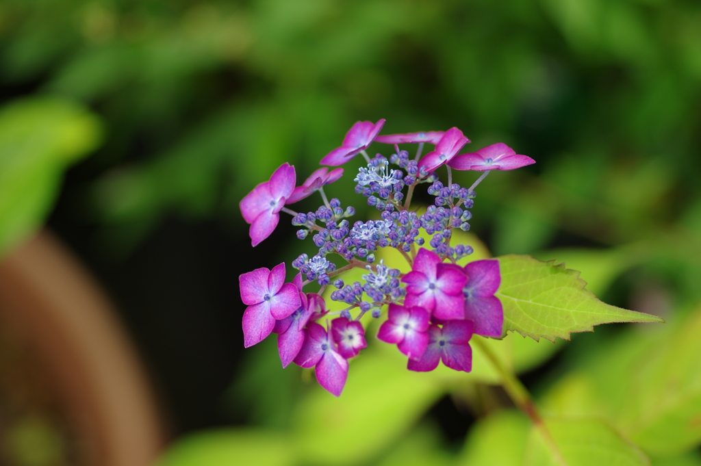 紫陽花シーズン