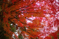 紅葉狩り２０２１