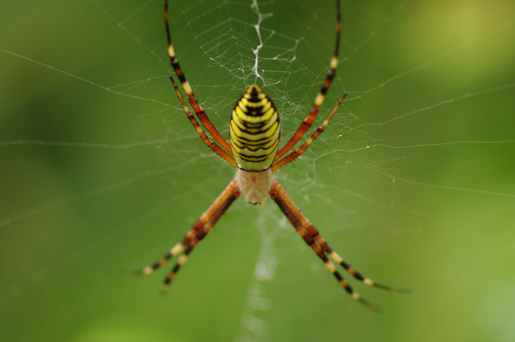 ジッと待ち構える
