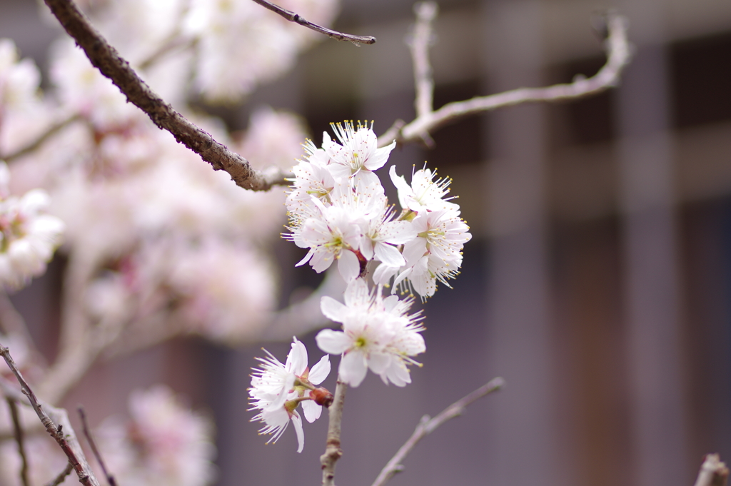 庭の桜
