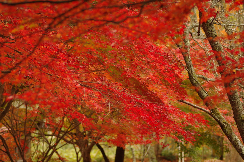 紅葉狩り２０２１