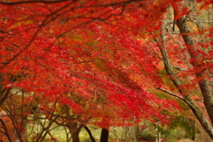 紅葉狩り２０２１