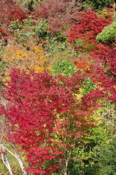 伊藤公記念公園の紅葉