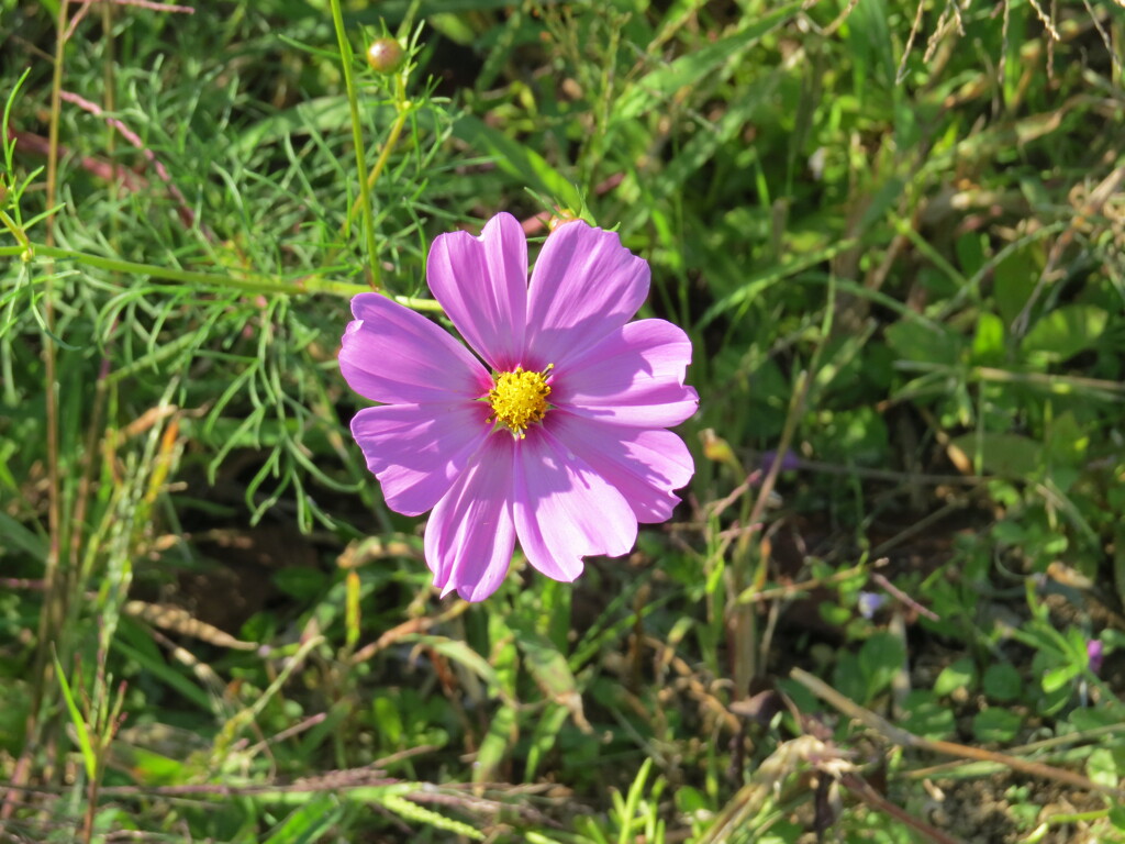 コンデジでカメラ練習中