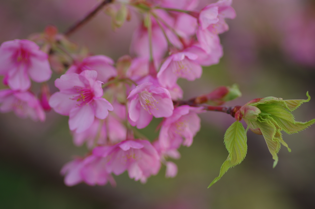 家族で河津桜