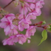 家族で河津桜