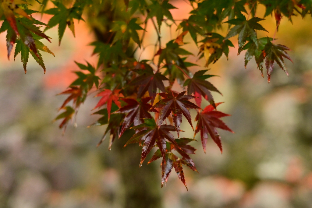 夫婦で紅葉狩り