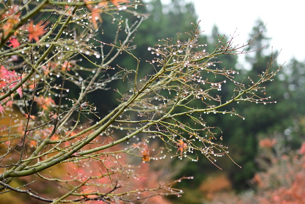 夫婦で紅葉狩り