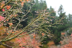 夫婦で紅葉狩り