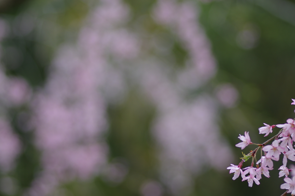 雨上がり一人でお花見