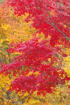 夫婦で紅葉狩り