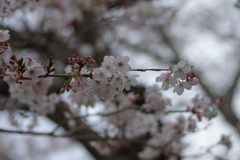 子供を抱えながらの花見