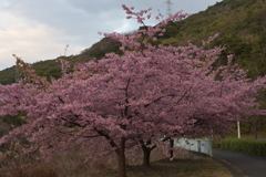 河津桜