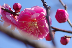 お一人梅園散策