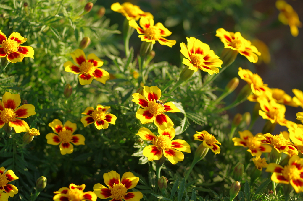 ディスコグラナダ