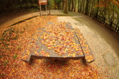 紅葉狩り２０２１