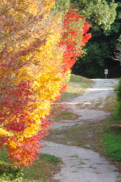 伊藤公記念公園の紅葉