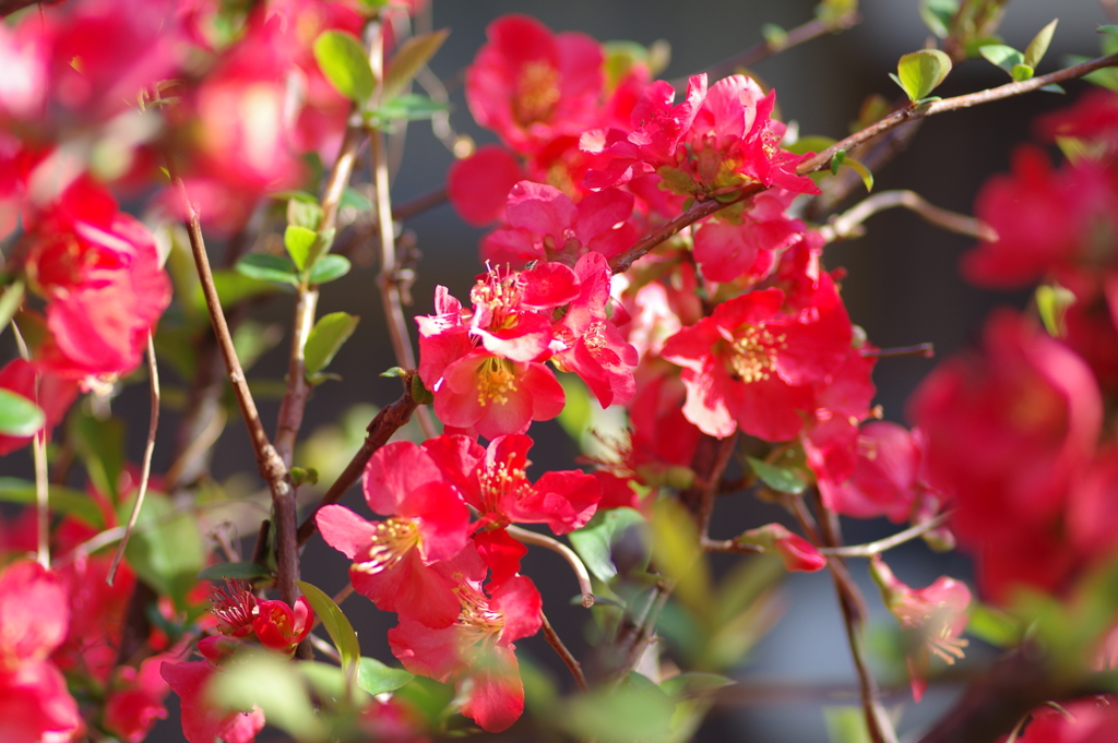 ひっそりと咲いていた木瓜の花