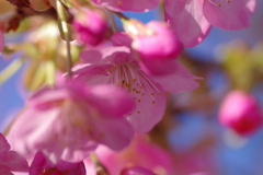河津桜2020