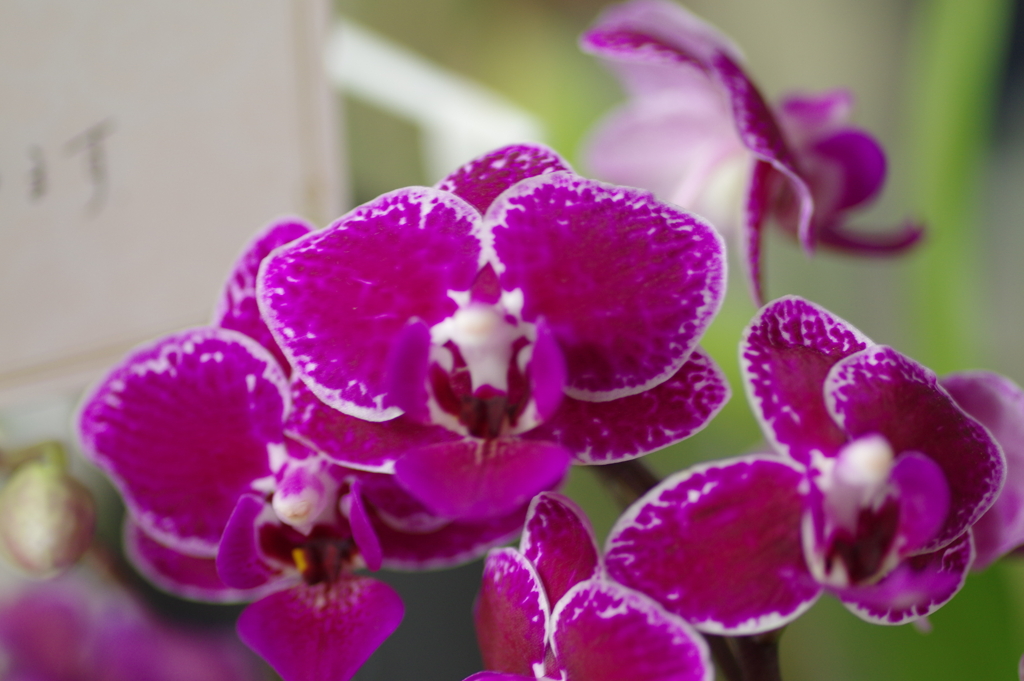 ウェルカムフラワー