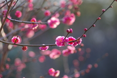 冠梅園
