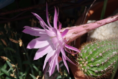 第２次サボテン花