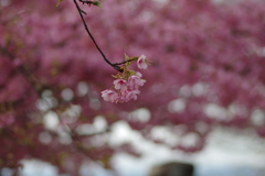 家族で河津桜